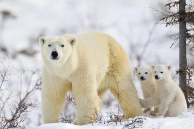 NevermindStudios - Niedawno minął Międzynarodowy Dzień Niedźwiedzia Polarnego, który ...