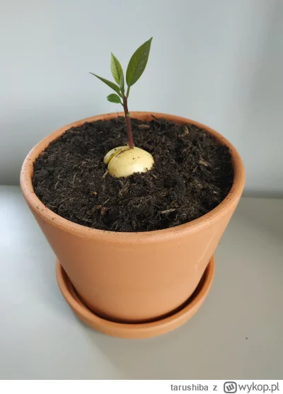 tarushiba - Moje nowe zajęcie: patrzenie jak rośnie awokado.
SPOILER
