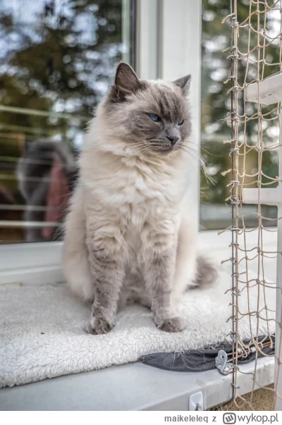 maikeleleq - Kitku typu chmurka #koty #pokazkota #ragdoll