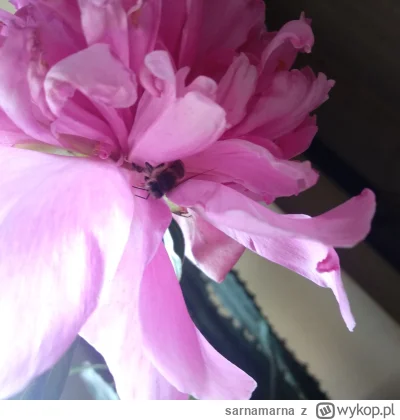 sarnamarna - zebrałam sobie dziś peonie i w środku jednej była martwa pszczoła, umarł...