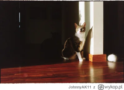 JohnnyAK11 - Analogowe #kitku

#pokazkota #fotografiaanalogowa