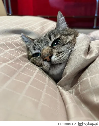 Lemmonix - Piąteczek, piątunio, a Stepanek w tym wypoczywa po ciężkim tygodniu, bo ws...