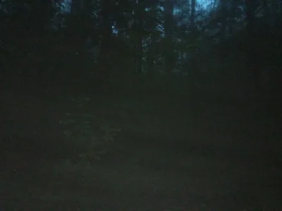 Rimbolo - #przegryw ciemno i mgliscie, doskonała aura na spacery po lesie :) Wiem, #!...