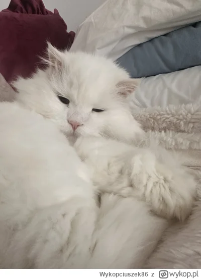 Wykopciuszek86 - Mruczek 16 lat #pokazkota #kitku