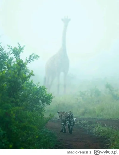 MagicPencil - Gigant we mgle. (⌐ ͡■ ͜ʖ ͡■)

#natura #zwierzaczki