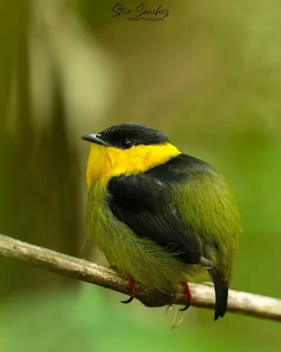 Lifelike - Manakin złotawy (Manacus vitellinus)
Autor
#photoexplorer #fotografia #orn...