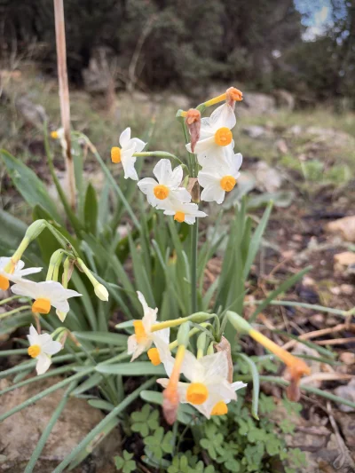 asdfghjkl - Dzikie narcyzy zakwitły. Piękna roślina #legancko