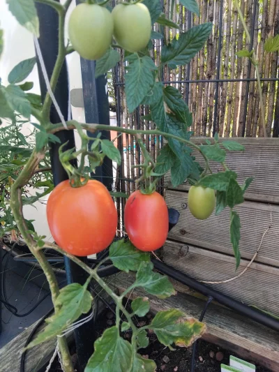 ciemnienie - Niedzielny przegląd ogródka. 
Pomidorki czerwone, ale mało w tym roku (╯...