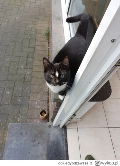 o.....e - #pokazkota