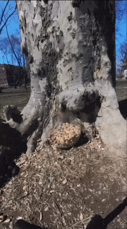 wfyokyga - Wiewiura p----------o xdd