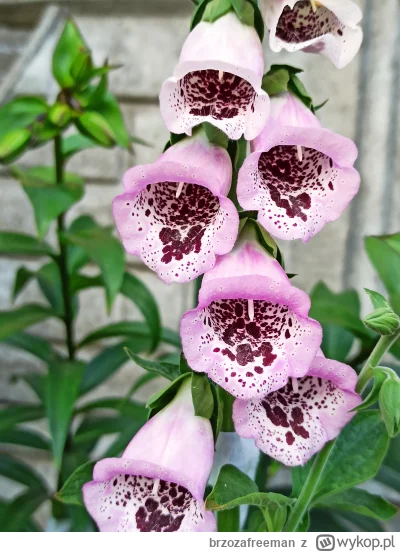 brzozafreeman - @brzozafreeman: naparstnica