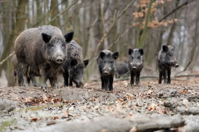 Gryzuu - Nie wierzę w to jak dzisiaj wygląda Barca, ale to jest stado dzików na boisk...