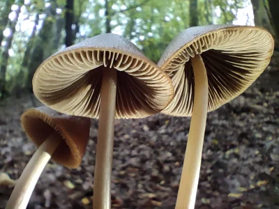 pejotlsd - #fotografia #tworczoscwlasna

Grzybki w Triglavskim Parku Narodowym