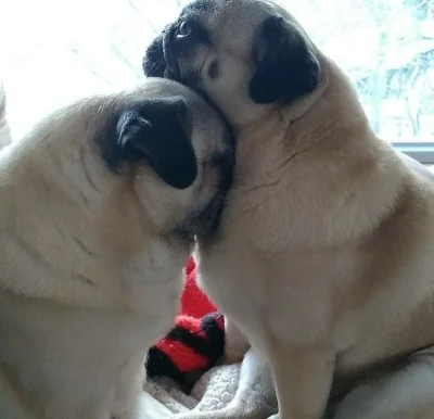 serniczekwiedensky - #zwiazki