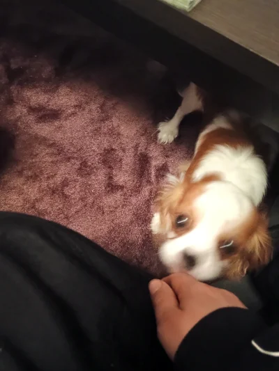 user2138 - Piesio #przegryw