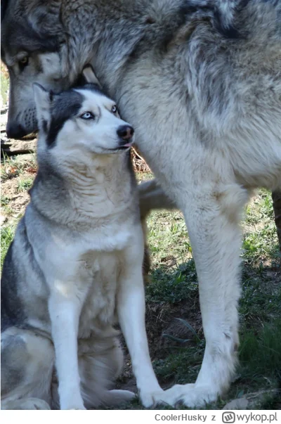 CoolerHusky - Po wygranej z kretesem ankiecie wilk ze wsi koło lasu podszedł do Coole...