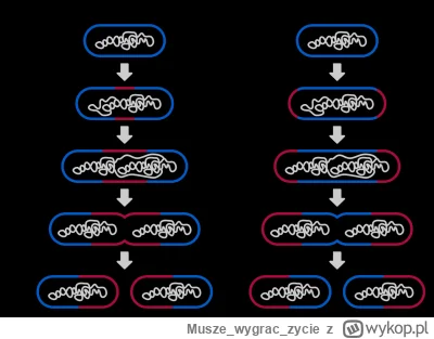 Muszewygraczycie - Gdybyście byli bakteriami, nie potrzebowalibyście samicy do rozrod...