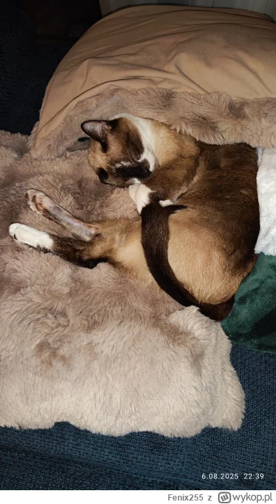 Fenix255 - @enron syjamski