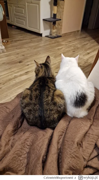 CzlowiekMagnetowid - Kotki kotki
#koty #pokazkota