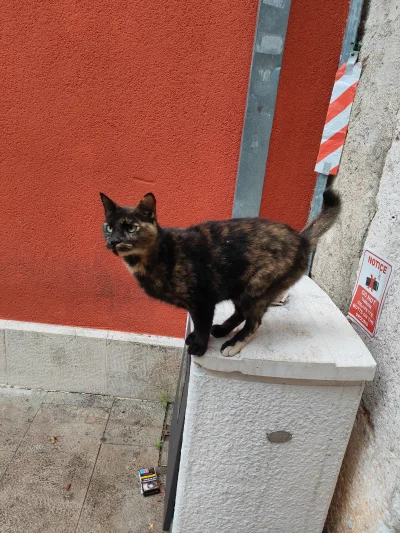 Kotouak - Dzień dobry, czy to casting sobowtórów #gangkociakow 
#koteczkizprzypadku #...