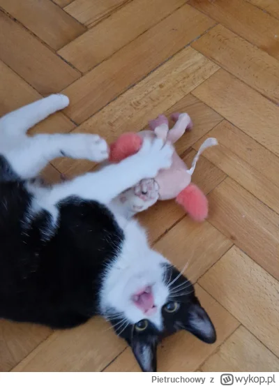 Pietruchoowy - @Pietruchoowy lili też ma smaka na kurczaka (｡◕‿‿◕｡)