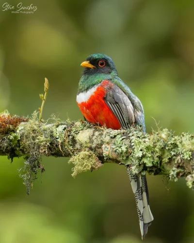 Lifelike - Trogon maskowy (Trogon personatus)
Autor
#photoexplorer #fotografia #ornit...