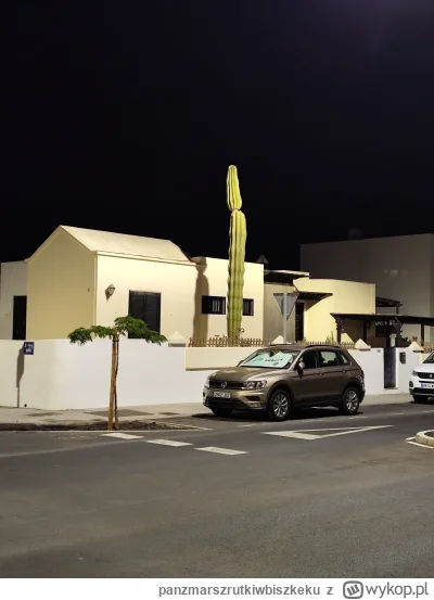 panzmarszrutkiwbiszkeku - Siema nocna. Zobaczcie jakiego mam wielkiego kaktusa