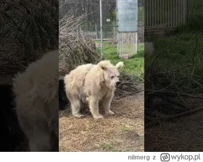 nilmerg - @Kantorwymianymysliiwrazen: