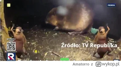 Amatorro - Czaicie że takie rzeczy dzisiaj by leciały w regularnym TVP cały czas gdyb...