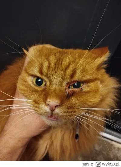 bit1 - Są tu jacyś weterynarze? Kot jakiś czas temu wrócił do domu trochę podrapany. ...