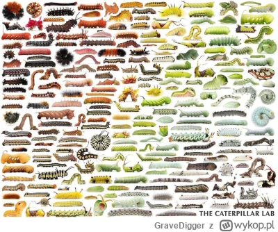 GraveDigger - Gąsienice różne, różniste (｡◕‿‿◕｡)
SPOILER
#zwierzaczki #caterpillarbon...