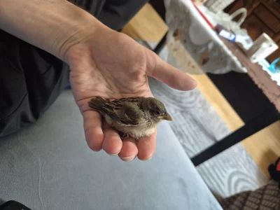 Lujdziarski - #pokazkota #dziarskikacperek wróbla znalazłem, co mam robić xD