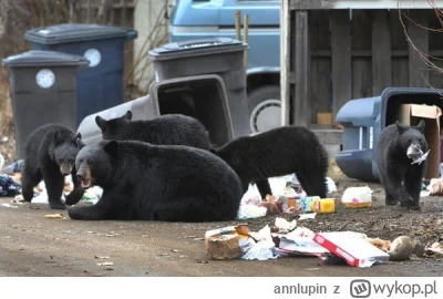 annlupin - wesołych świąt osoby mirkujące nom