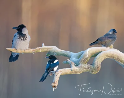Lifelike - Wrona siwa (Corvus corone), sroka (Pica pica) i kawka (Corvus monedula)
Au...