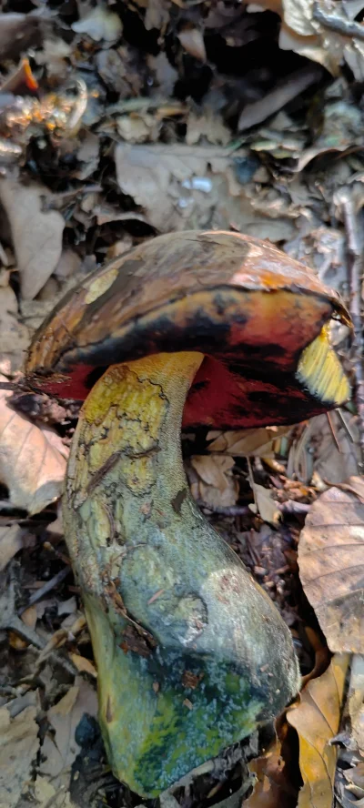 rydzykant - #grzyby ceglastopory?