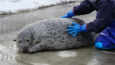 almete - chciałbym pracować w fokarium myślicie że badają tam alkomatem?