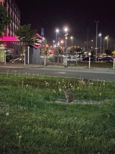 isomalta - @xionc0586: zeszłego roku spotkałam takiego jegomościa... na lotnisku w Gd...