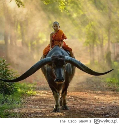 TheCzopShow - #diabelgrogaty