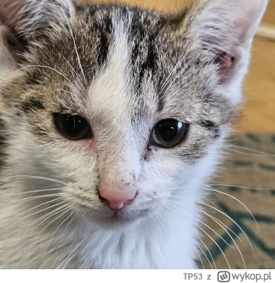 TP53 - Drodzy,

Od środy mam dwie kotki, siostrzyczki. Dzisiaj zauważyłem, że jedna z...