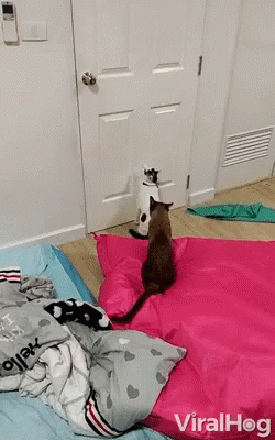 LM317K - #koty #kitku Dlaczego niektóre koty umieją otwierać drzwi skacząc na klamkę ...