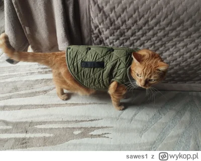 sawes1 - Masz jakis problem? Nie zadzieraj z kotem bojowym.