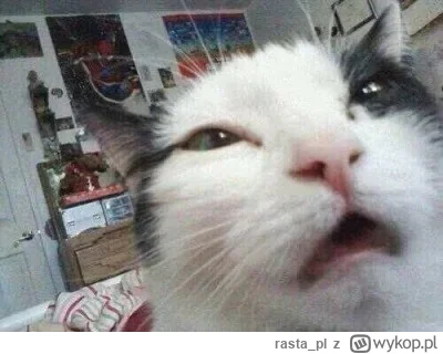 rastapl - @CZESARZINTERNETU: