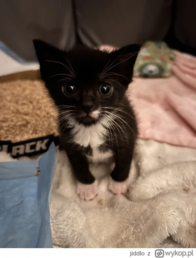 jiddlo - #hecat dobry wieczór, melduję postępy Kruszki (tak, ma już imię) z paru dni:...
