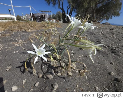 Fevx - @asdfghjkl a jednak to jest ten kwiatek właśnie ʕ•ᴥ•ʔ