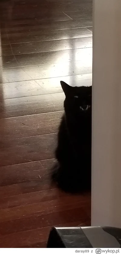 daray89 - #codziennykotopetany #dziwnekotki