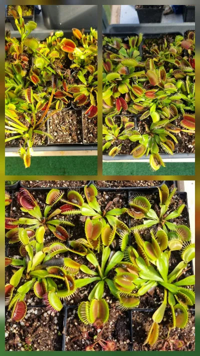 SeveranRO - WYPRZEDAŻ 
Muchołówki amerykańskie
1szt - 20zł, 2szt - 35zł, 3szt -45zł +...