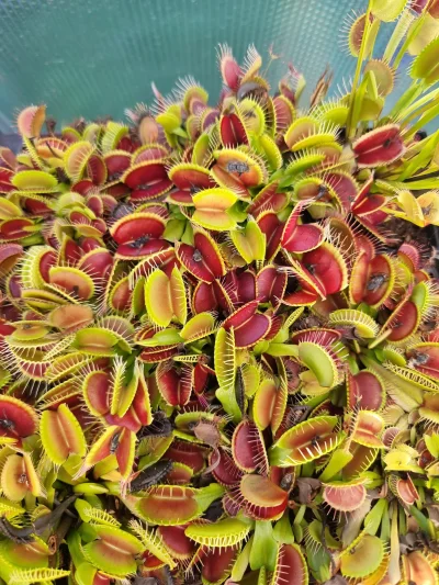 SeveranRO - Najpiekniejszy obraz w pełni sezonu. Gęsto, kolorowo, pięknie i owadożern...