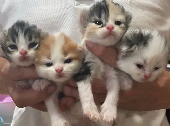 frugASS - @jezdzilemmercemipalilempopularne: