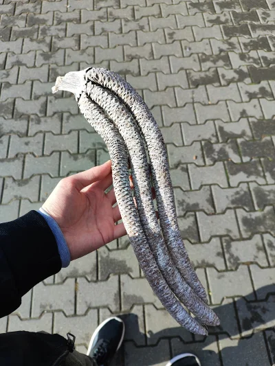 IbraKa - Potrzebuje informacji co to jest i z jakiego pochodzi drzewa. Najprawdopodob...