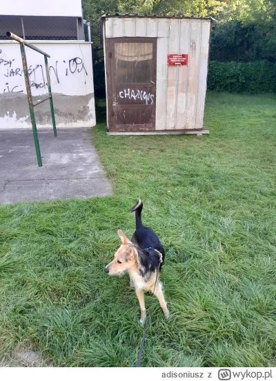 adisoniusz - #pokazpsa #pieskotrip